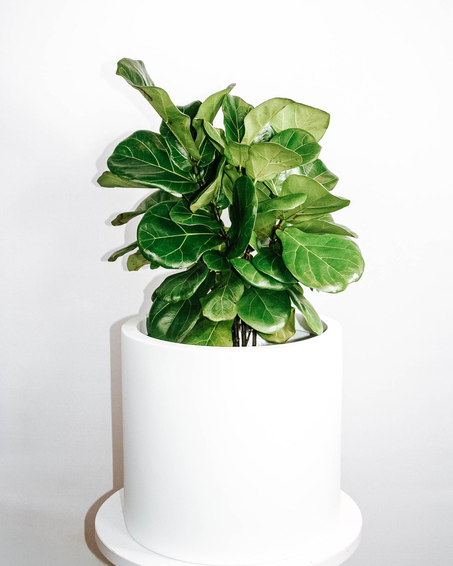 Compact Fiddle Leaf Fig