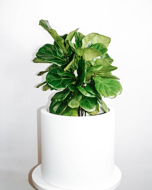 Compact Fiddle Leaf Fig