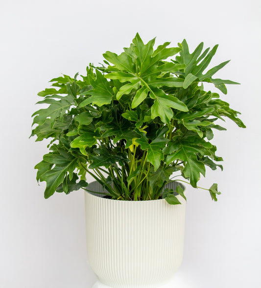 Split Leaf Philodendron