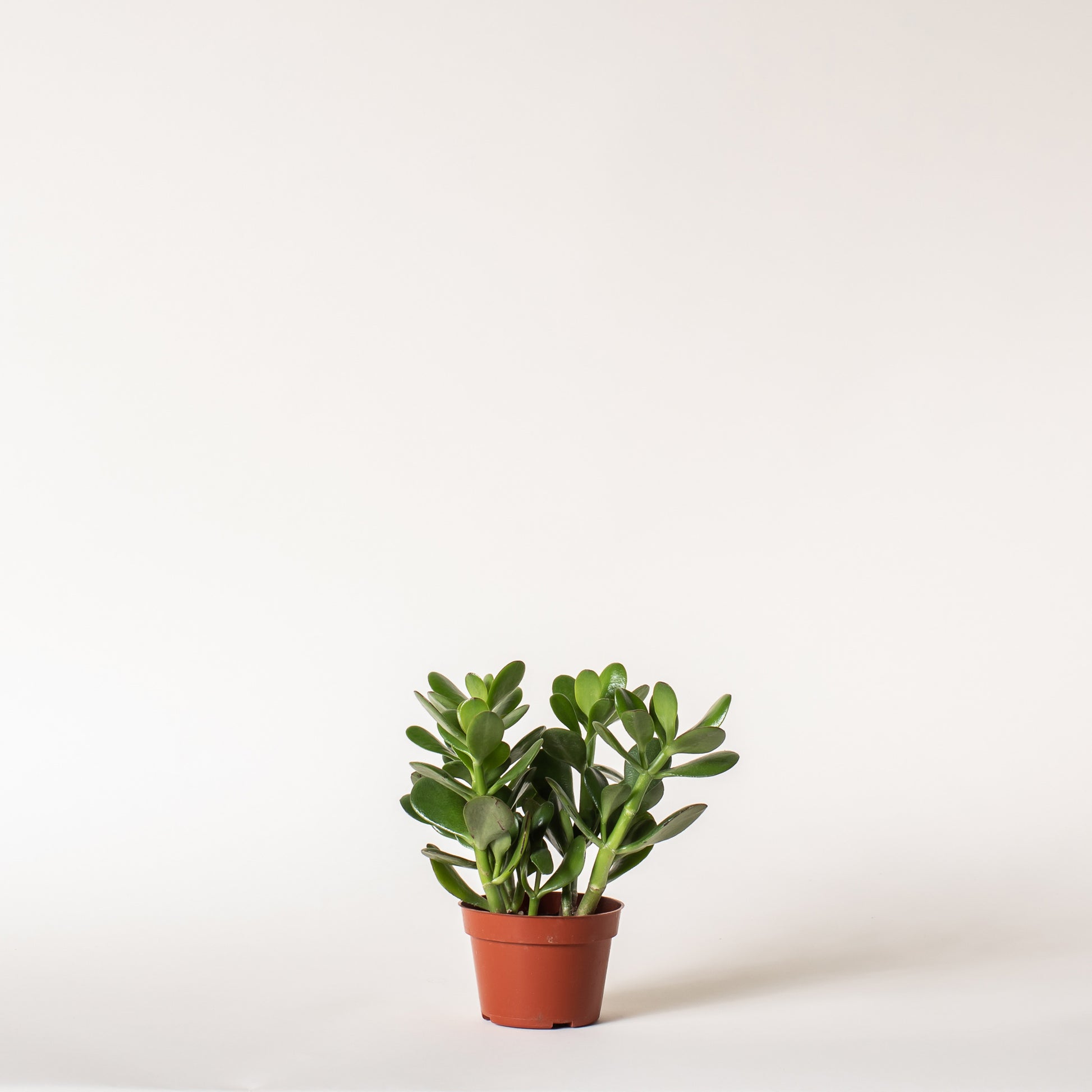 jade plant medicinal uses Jade – Foli