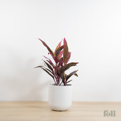 Cordyline 'Red Sister'