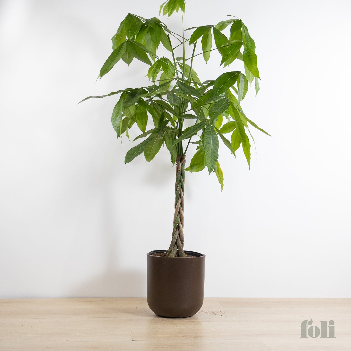 Braided Money Tree