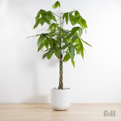 Braided Money Tree