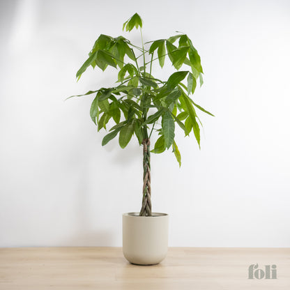 Braided Money Tree
