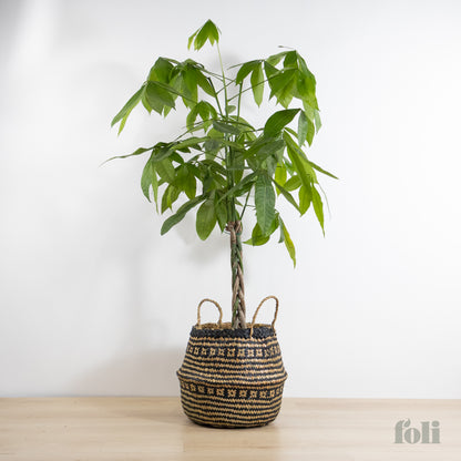 Braided Money Tree
