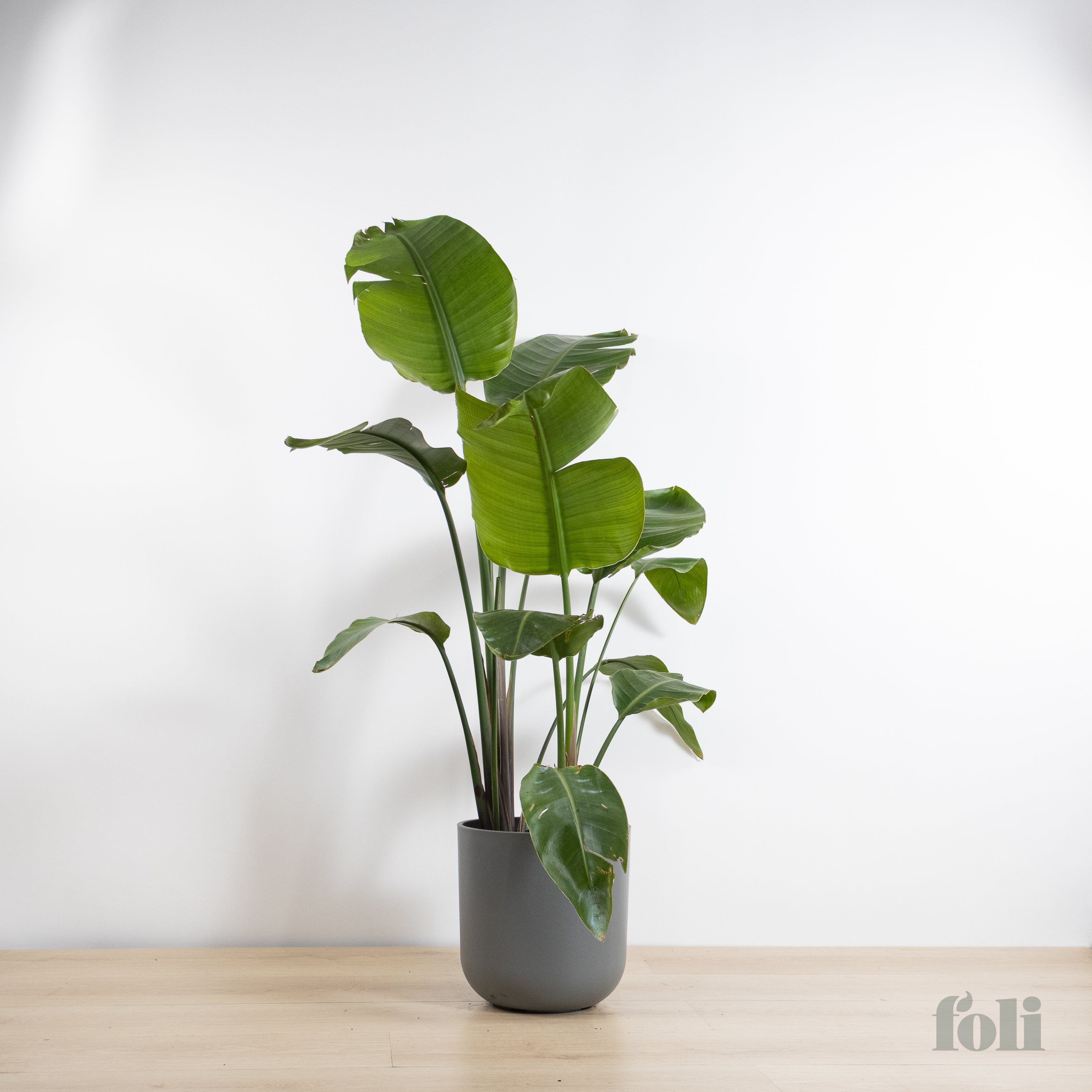 【SUNSURF 】BIRD OF PARADICE LINDA Bird of Paradise – Foli