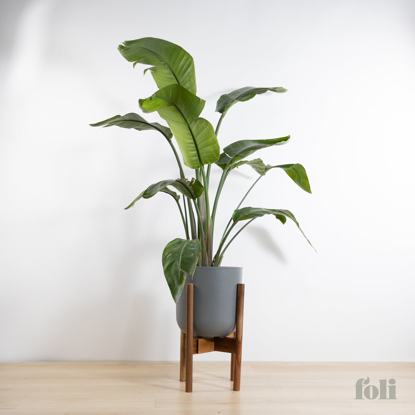 Bird of Paradise
