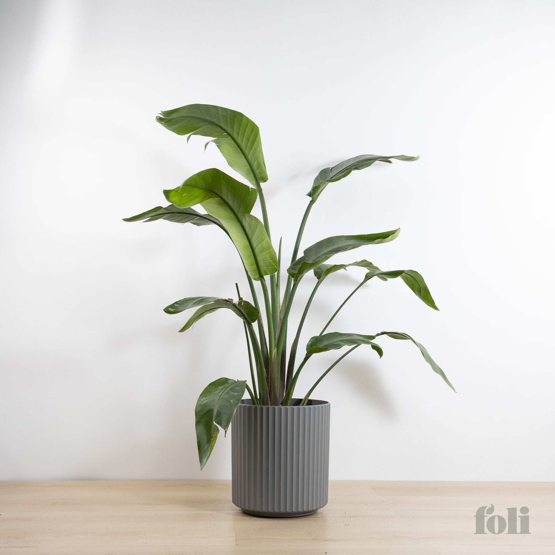large birds of paradise indoor plant Bird of Paradise – Foli