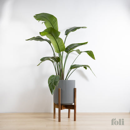 Bird of Paradise