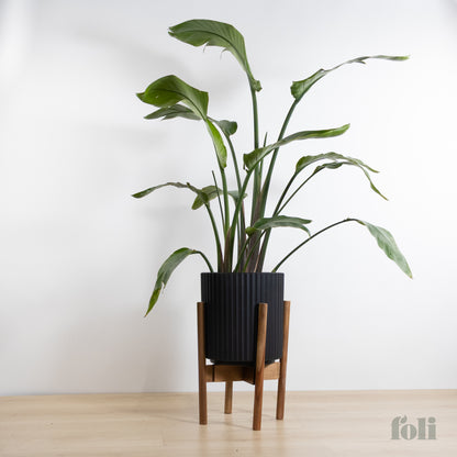 Bird of Paradise