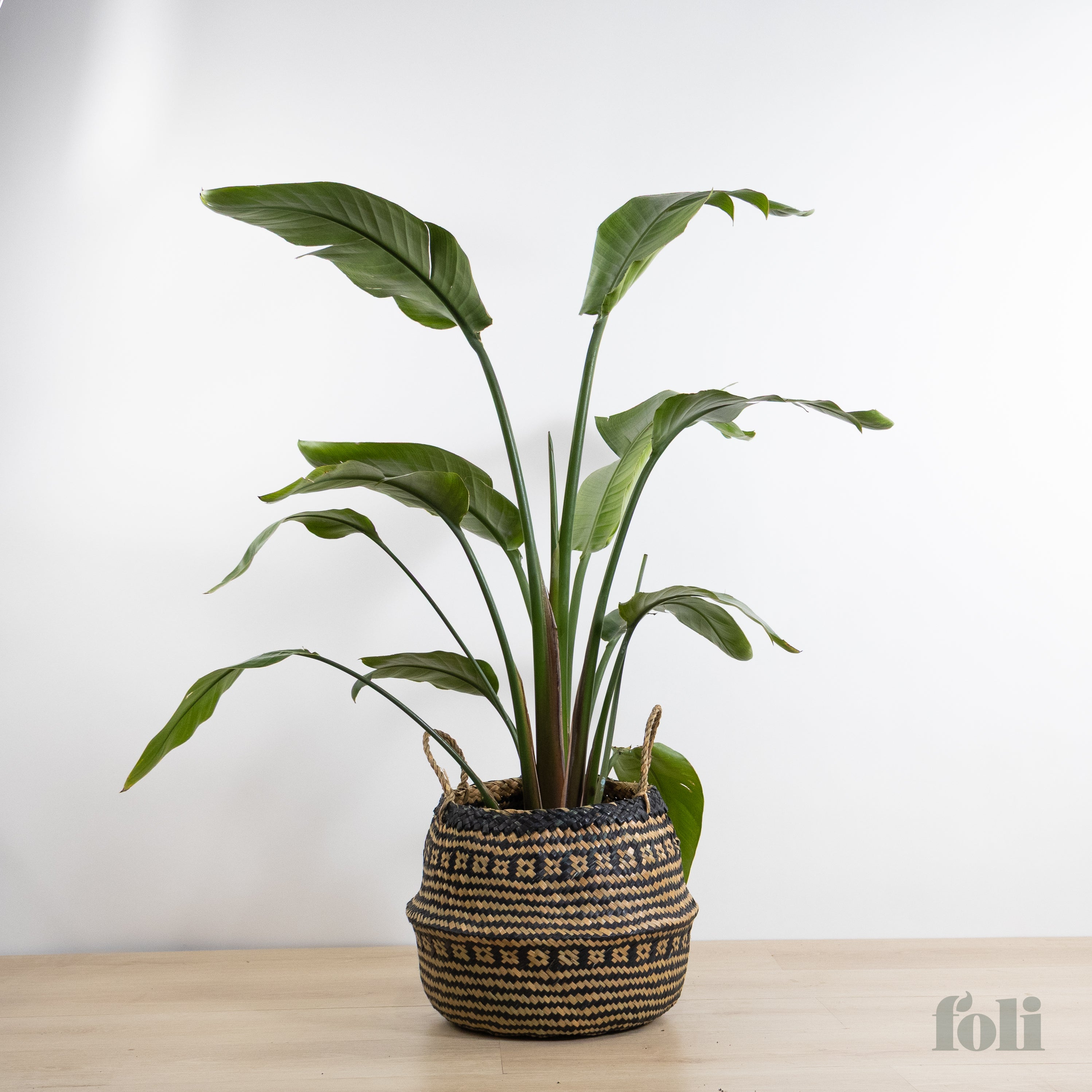 Bird of Paradise – Foli