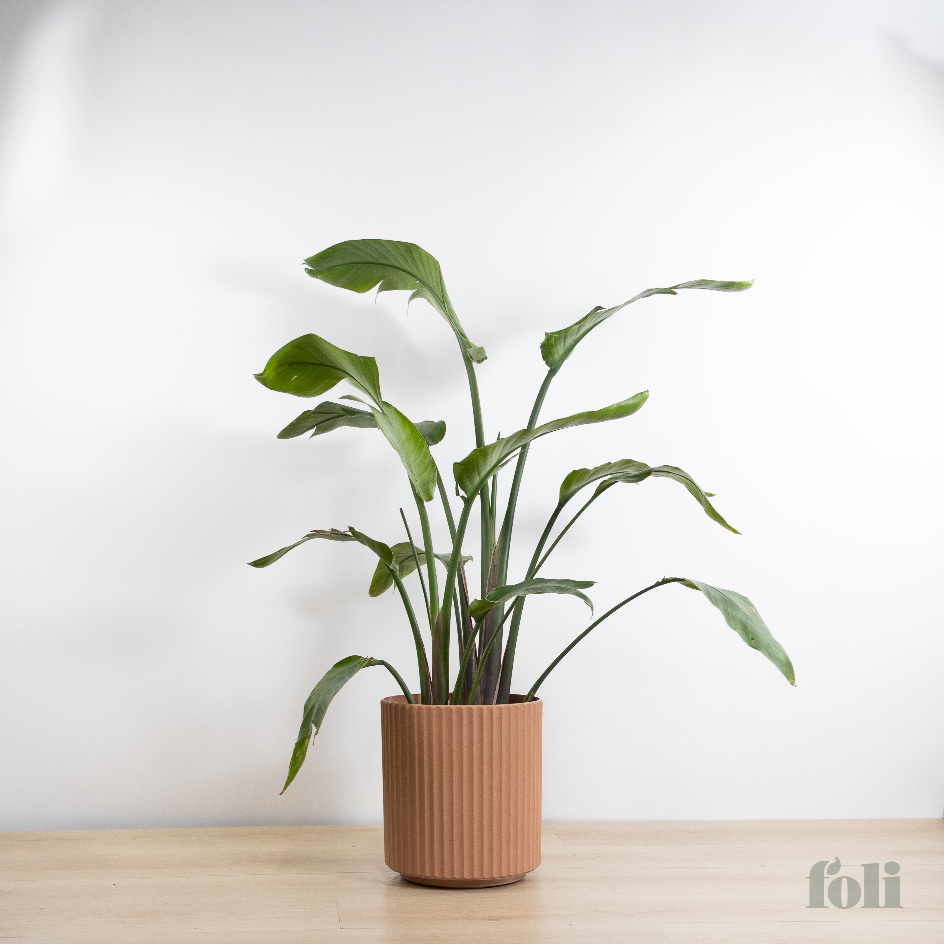 Bird of Paradise – Foli
