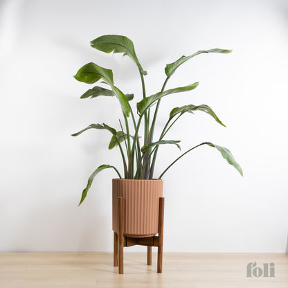 Bird of Paradise