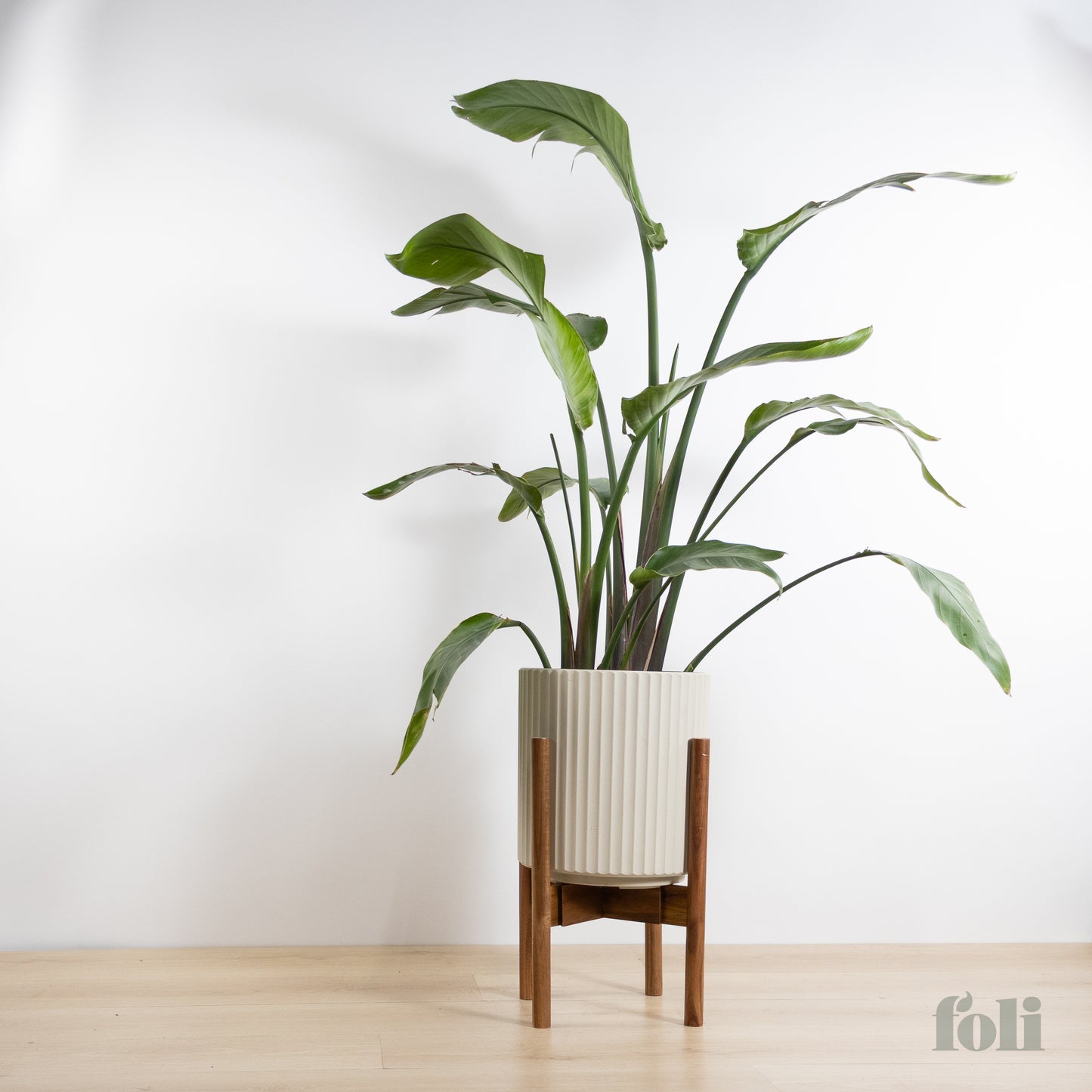 Bird of Paradise