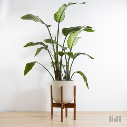 Bird of Paradise