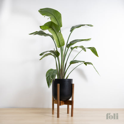 Bird of Paradise