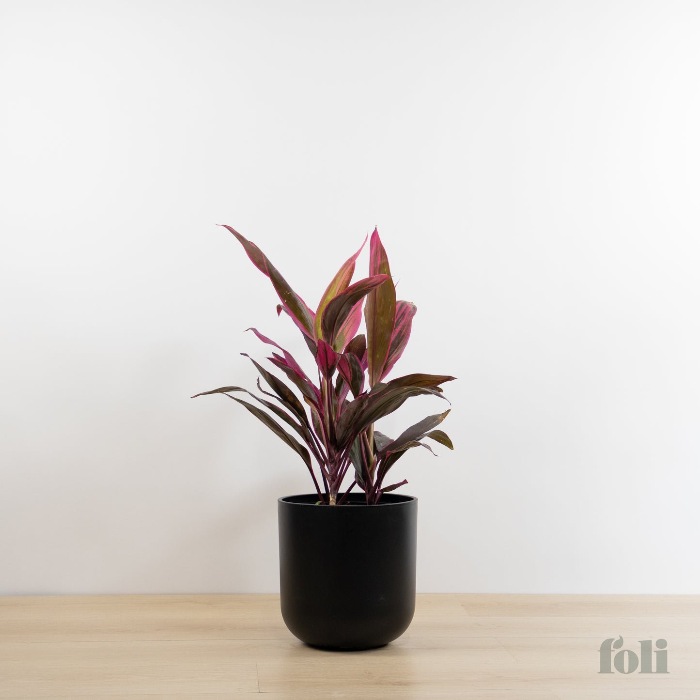 Cordyline 'Red Sister'