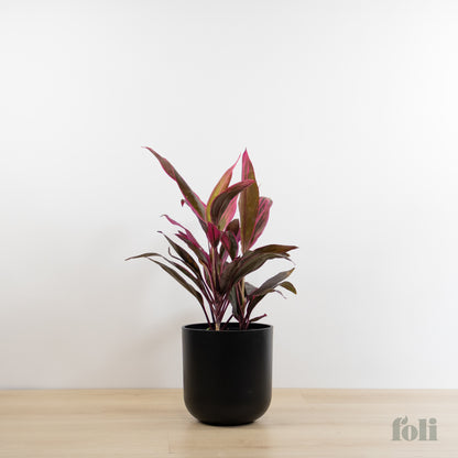 Cordyline 'Red Sister'