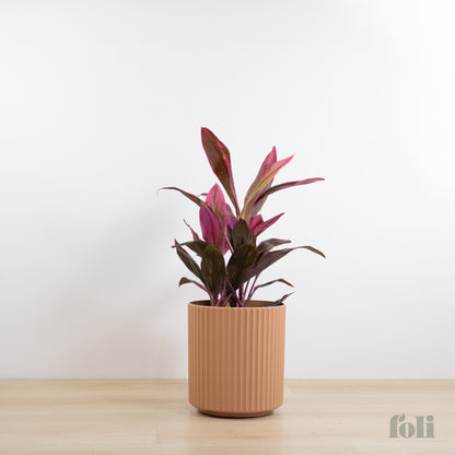 Cordyline 'Red Sister'