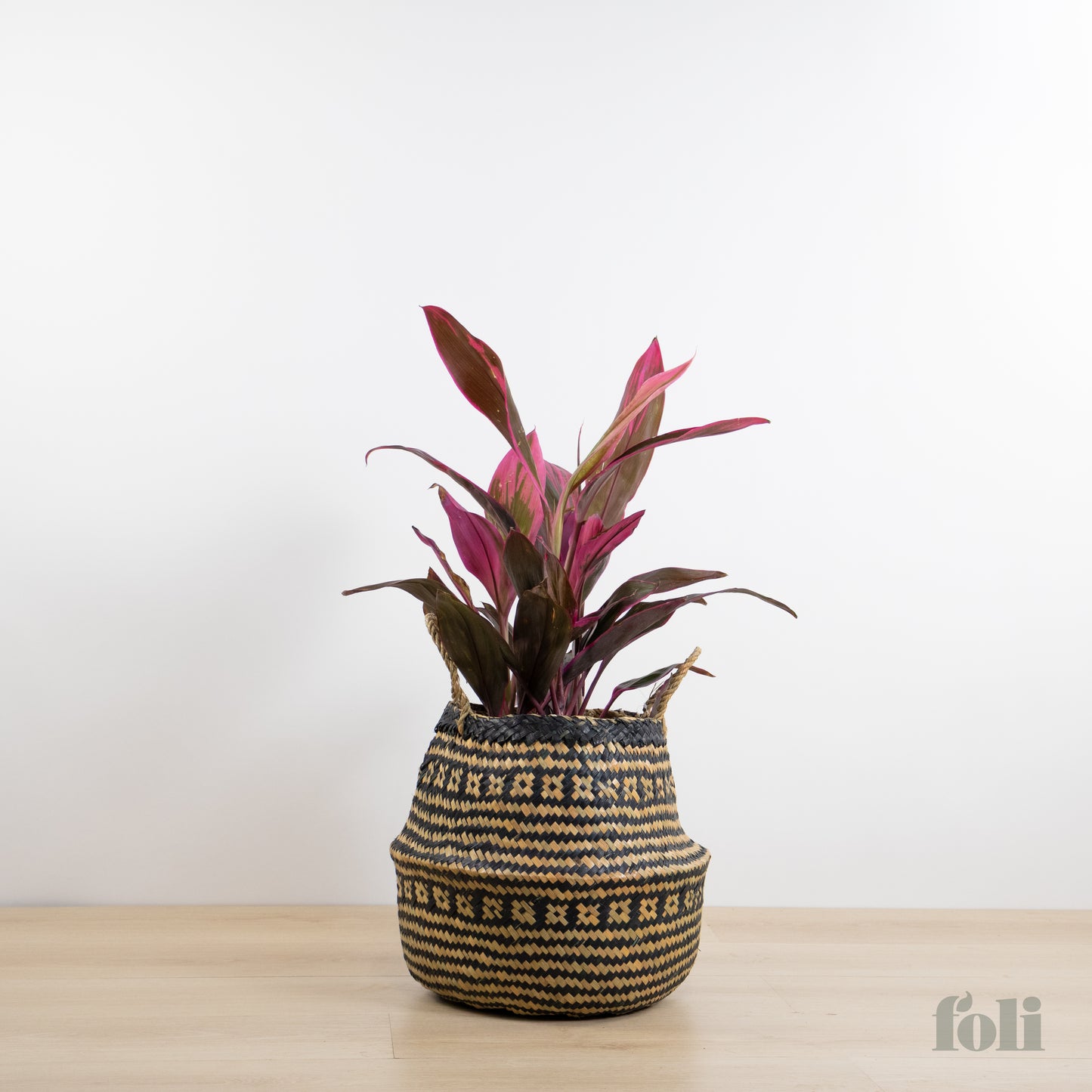 Cordyline 'Red Sister'