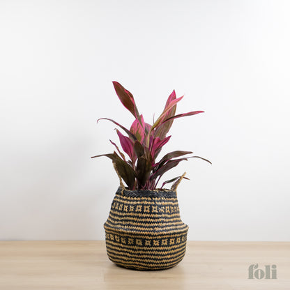 Cordyline 'Red Sister'