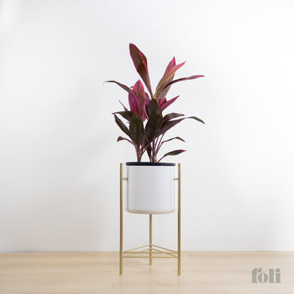 Cordyline 'Red Sister'