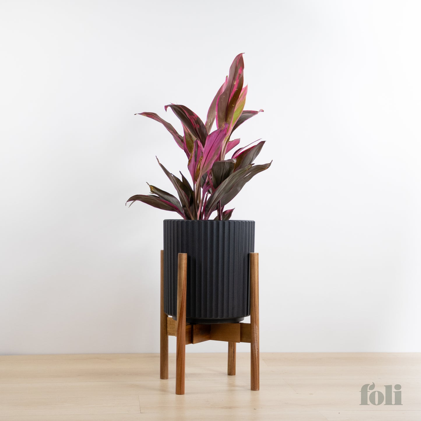 Cordyline 'Red Sister'