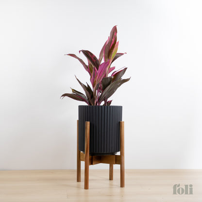 Cordyline 'Red Sister'