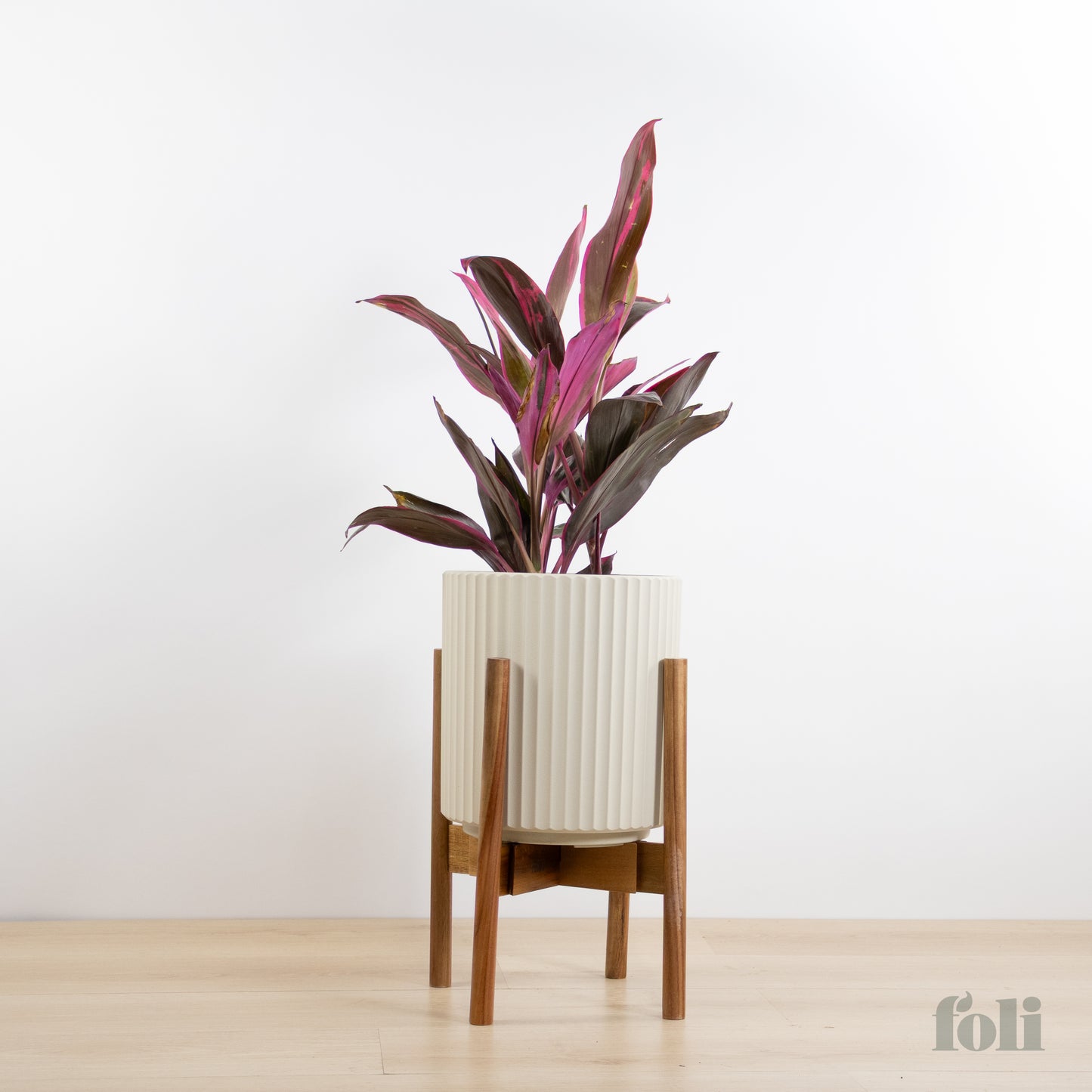 Cordyline 'Red Sister'