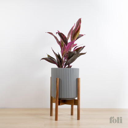 Cordyline 'Red Sister'