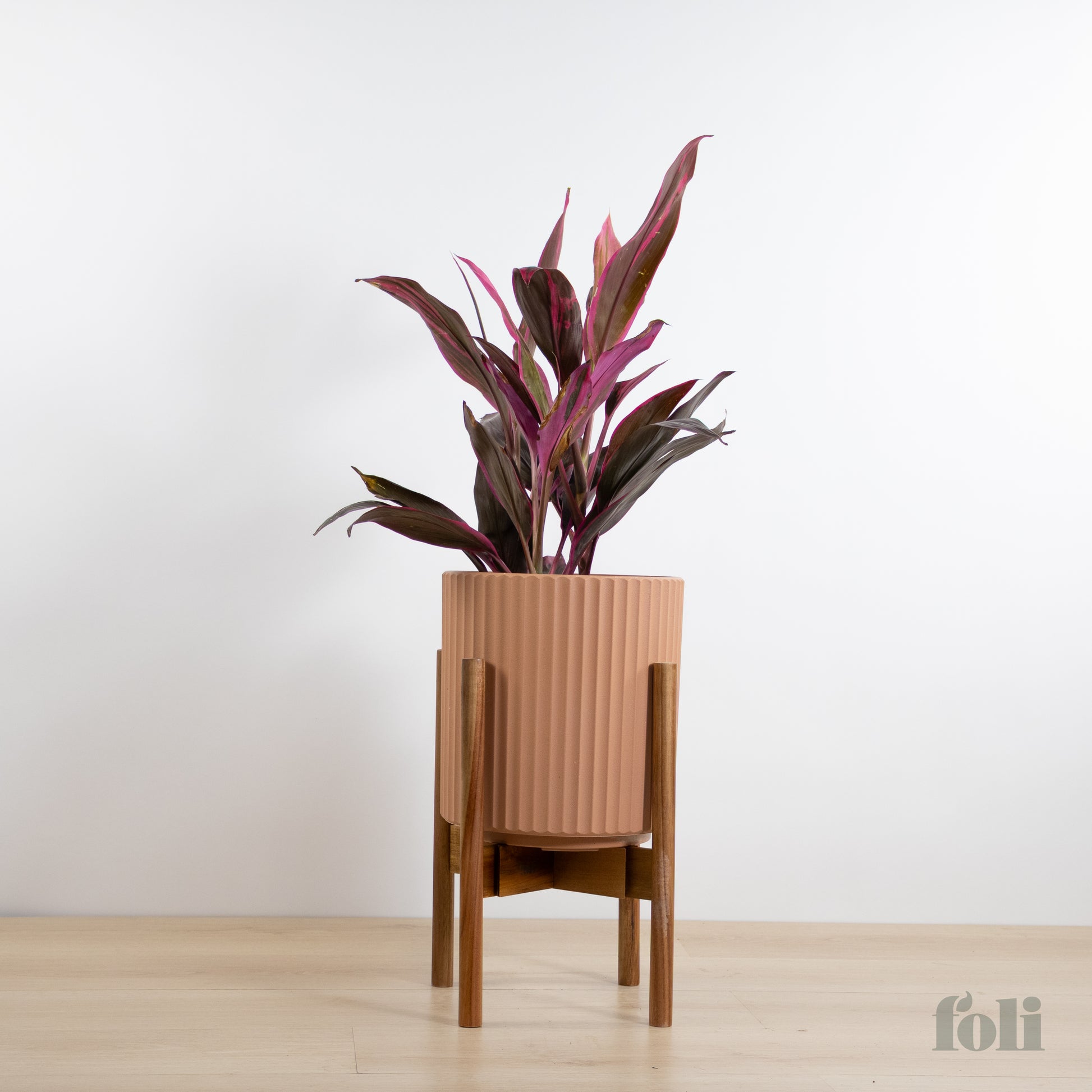 cordyline plant pot Cordyline 'Red Sister' – Foli