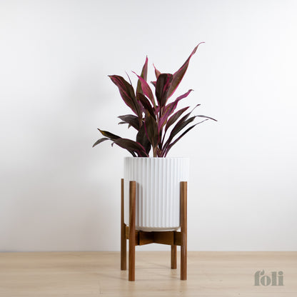 Cordyline 'Red Sister'