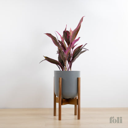 Cordyline 'Red Sister'