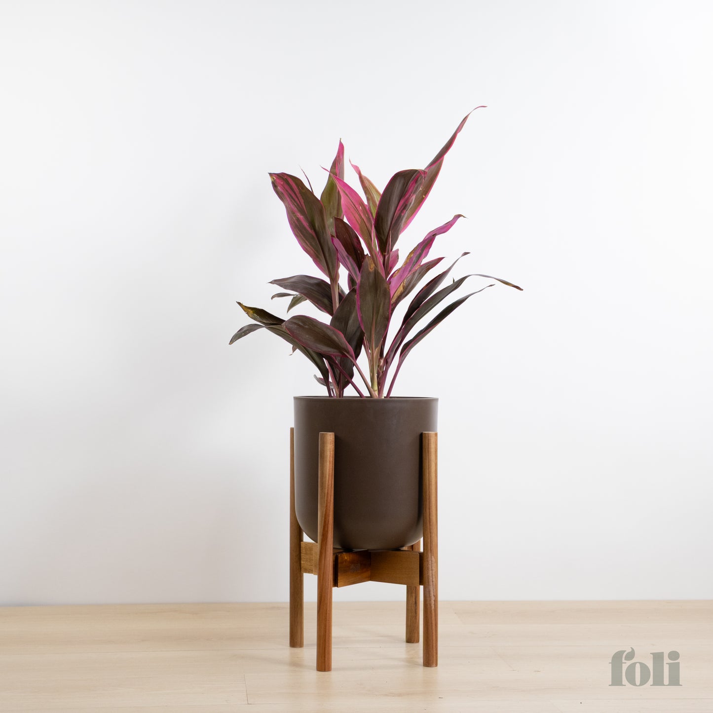 Cordyline 'Red Sister'