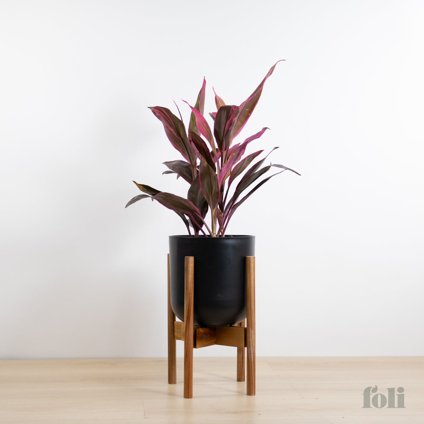 Cordyline 'Red Sister'