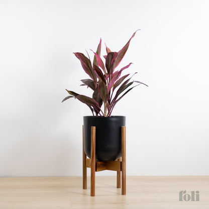 Cordyline 'Red Sister'