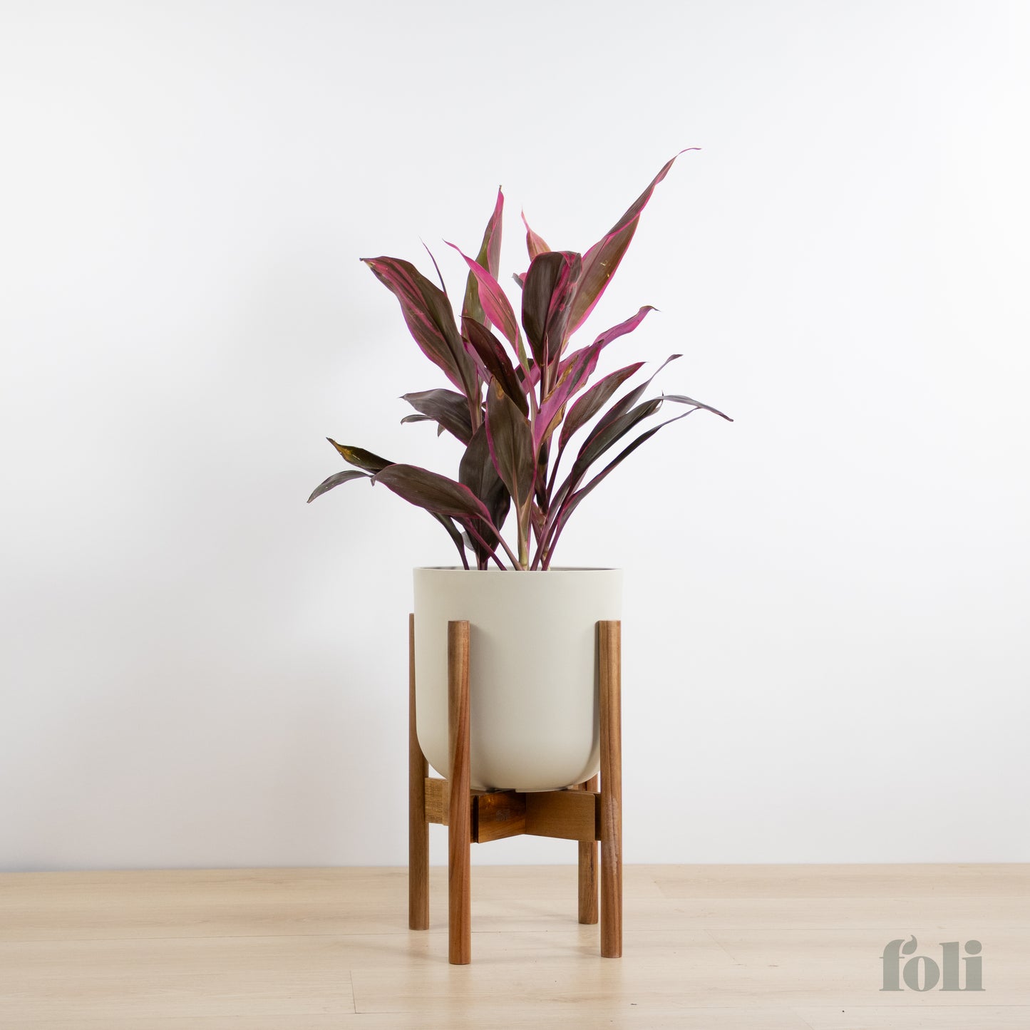 Cordyline 'Red Sister'