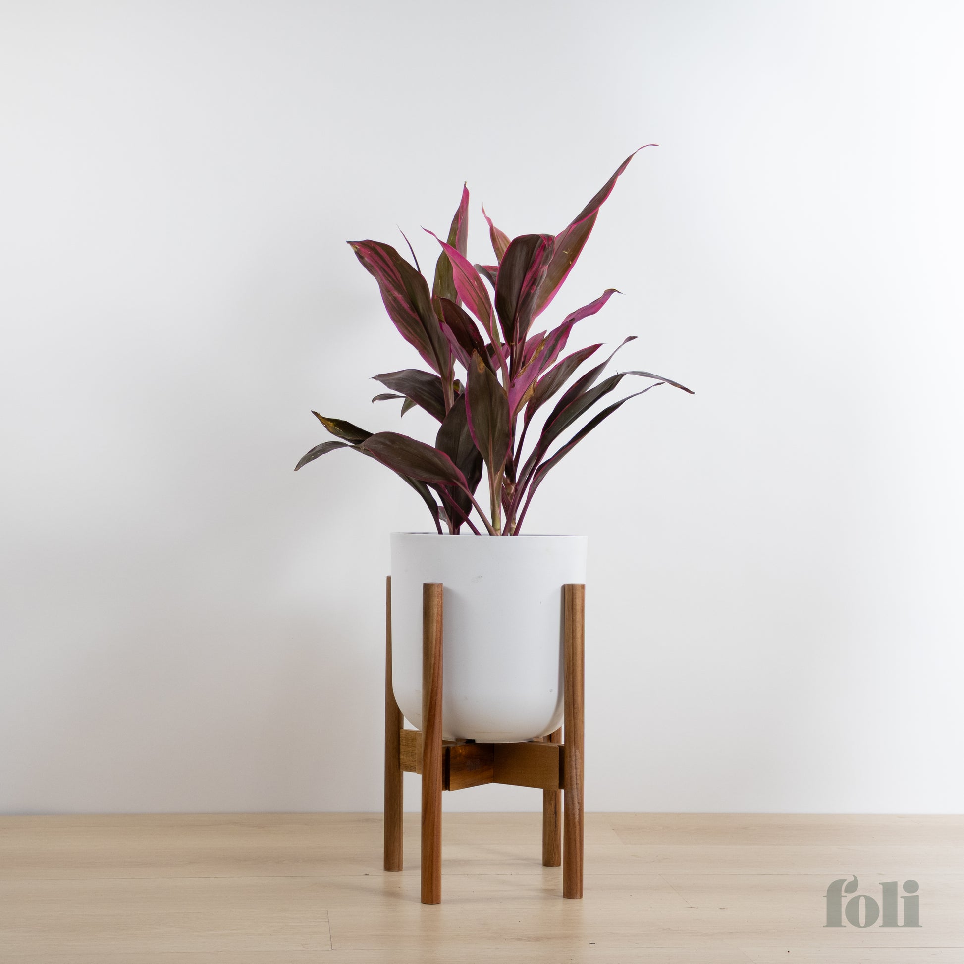 red sister plant indoor Cordyline 'Red Sister' – Foli