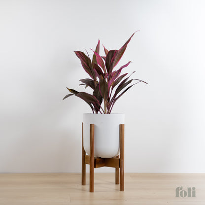 Cordyline 'Red Sister'