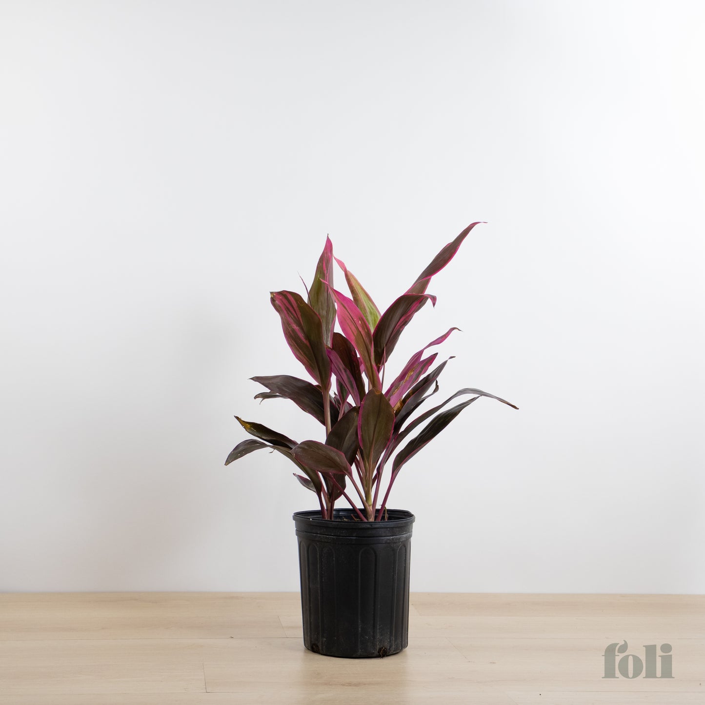 Cordyline 'Red Sister'