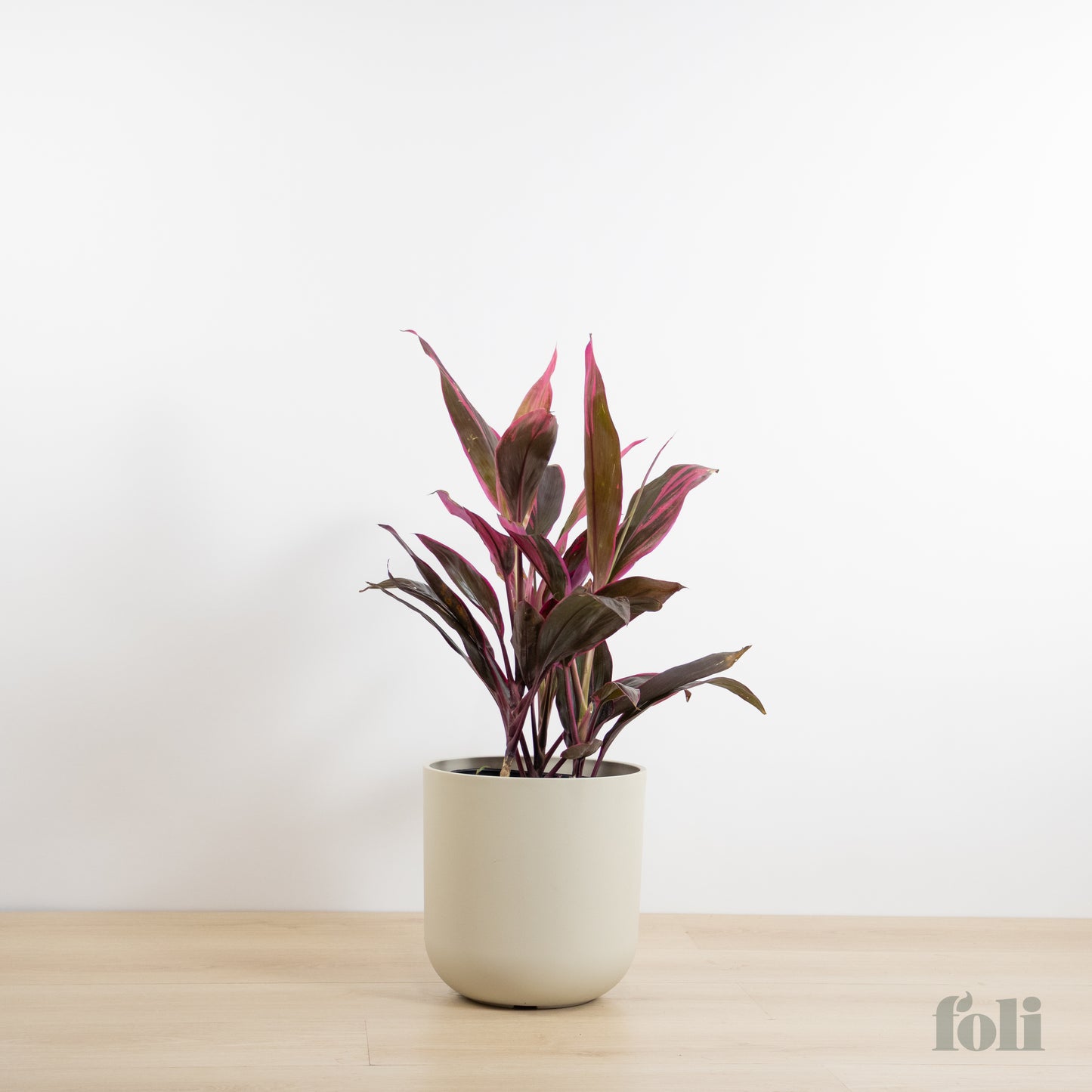 Cordyline 'Red Sister'