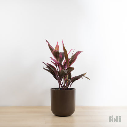 Cordyline 'Red Sister'