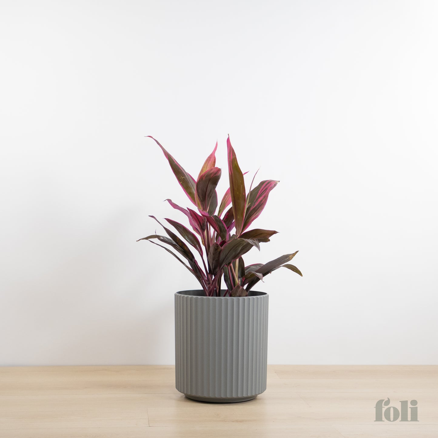 Cordyline 'Red Sister'