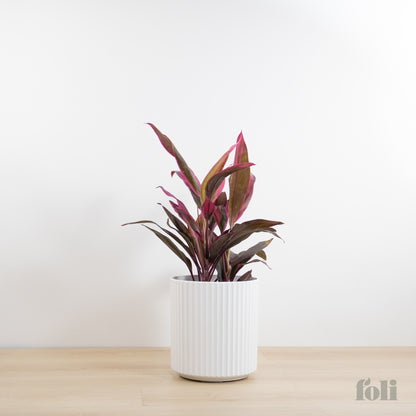 Cordyline 'Red Sister'