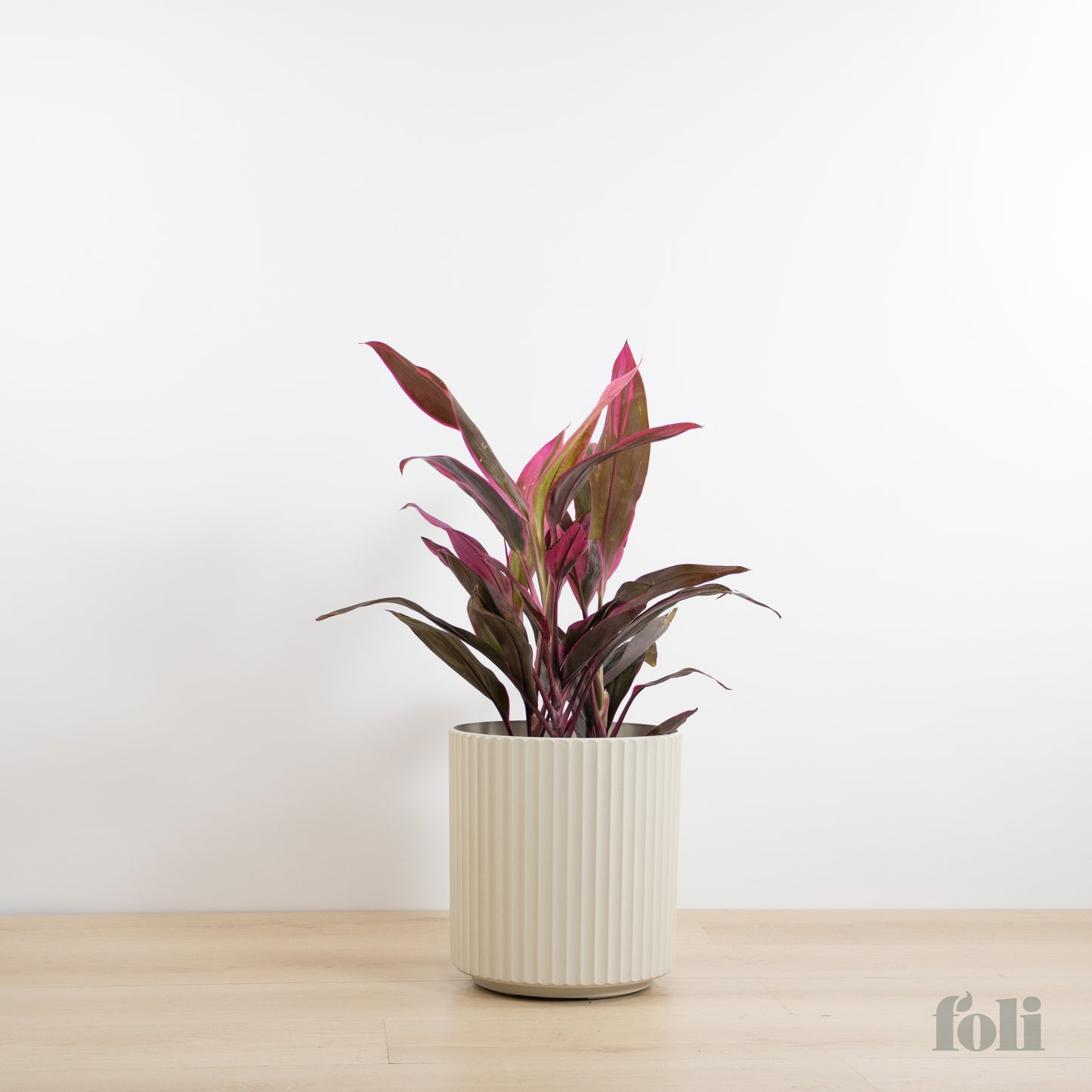 Cordyline 'Red Sister'