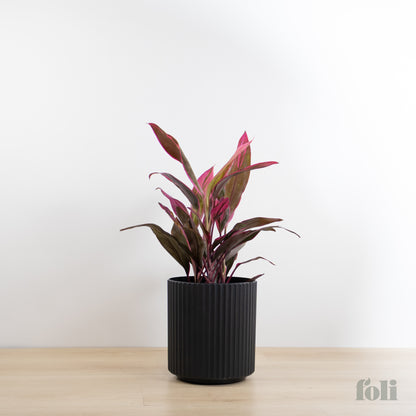 Cordyline 'Red Sister'