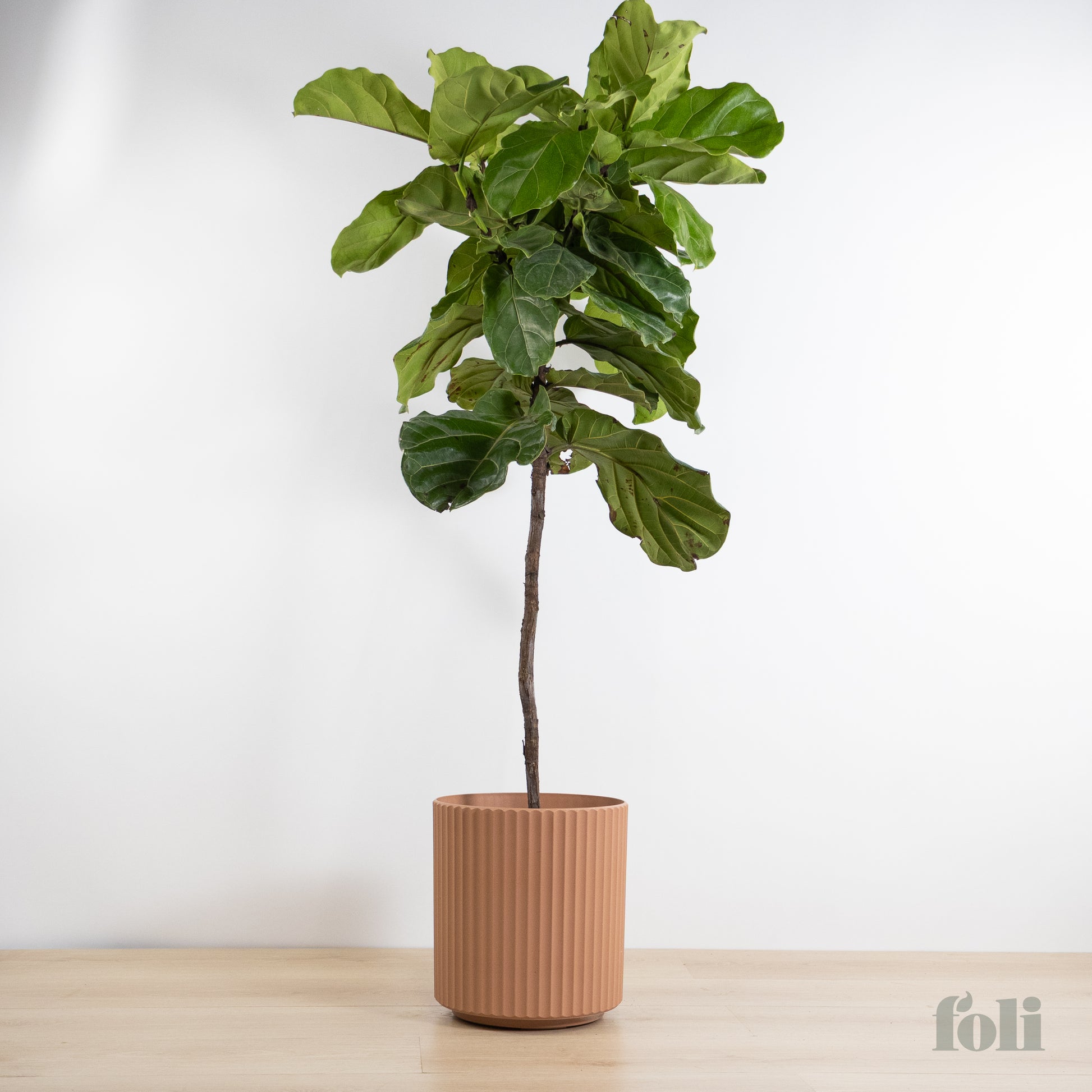 shower fiddle leaf fig Fiddle Leaf Fig – Foli