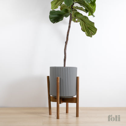 Fiddle Leaf Fig