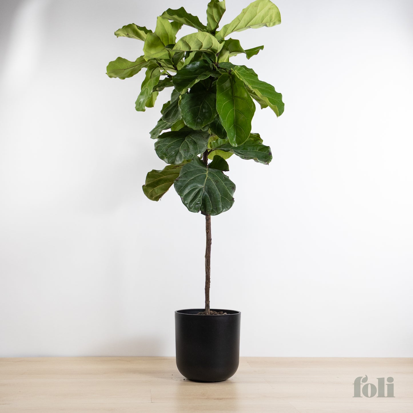 Fiddle Leaf Fig