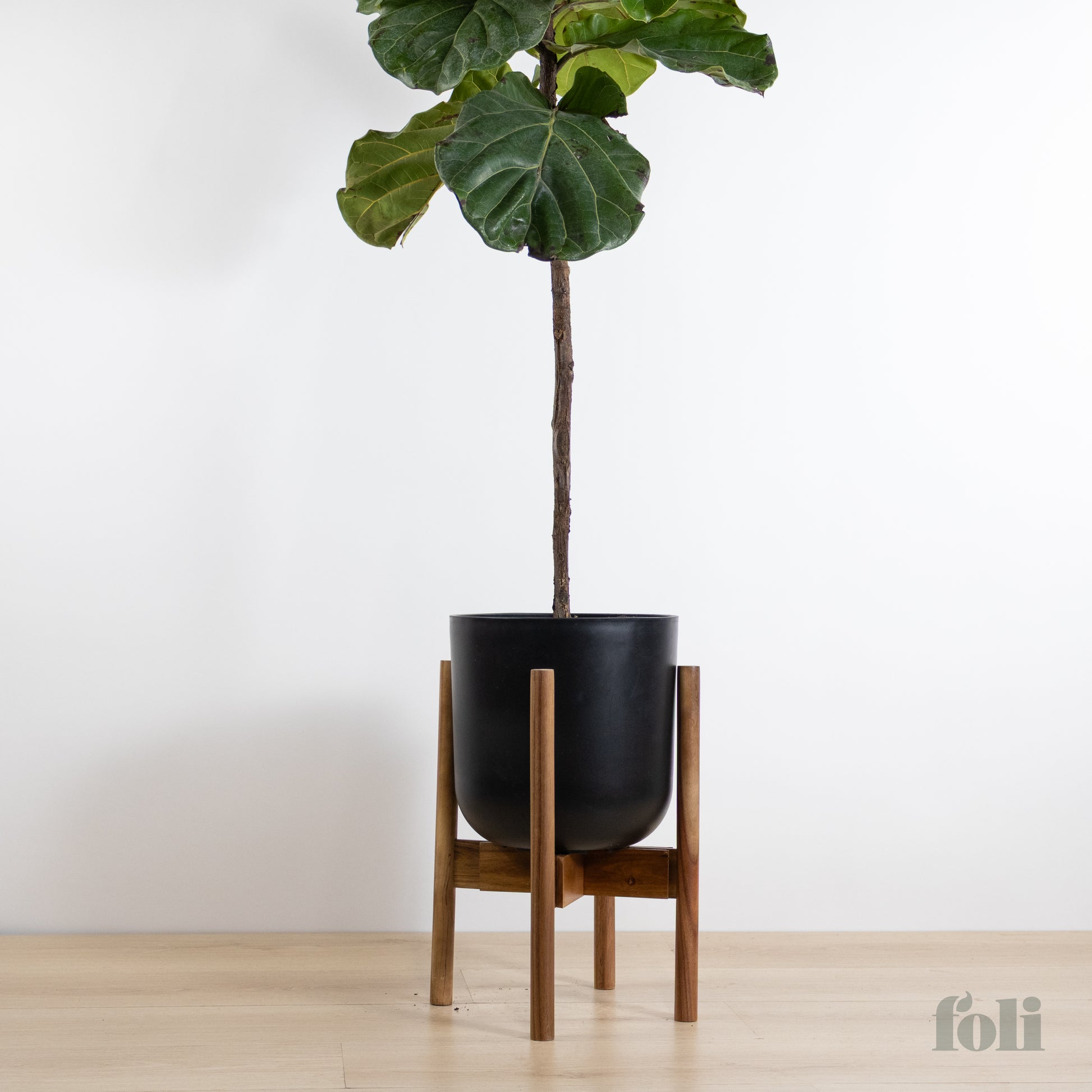 fiddle leaf fig plant stand Fiddle Leaf Fig – Foli